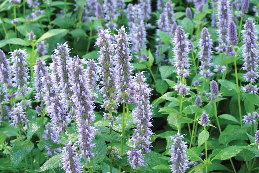 Agastache Blue Fortune 72