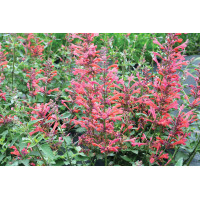 Agastache Kudos Coral 72