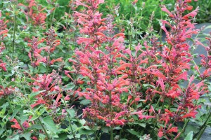 Agastache Kudos Coral 72