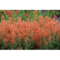 Agastache Kudos Mandarin 72