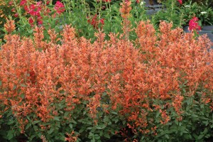 Agastache Kudos Mandarin 21