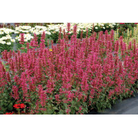 Agastache Morello 72