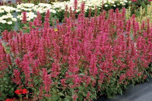 Agastache Morello 21