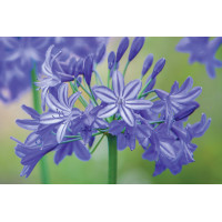 Agapanthus Northern Star 21