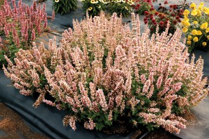 Agastache Pink Pearl 72
