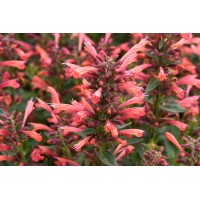Agastache Summerlong Coral 21