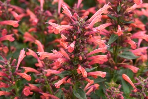 Agastache Summerlong Coral 21