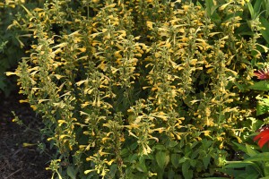 Agastache Summerlong Lemon 21