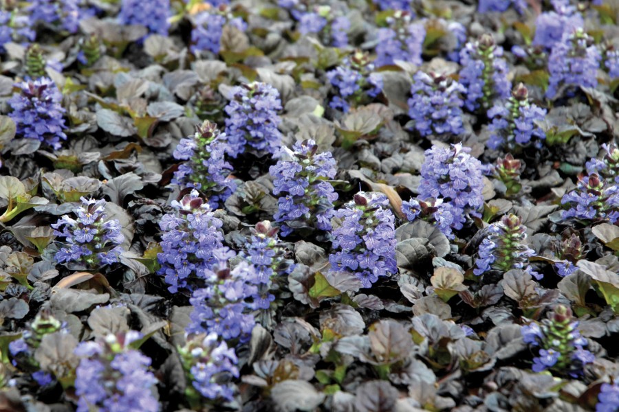 Ajuga Black Scallop 21