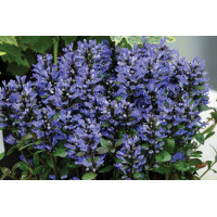 Ajuga Blueberry Muffin 72