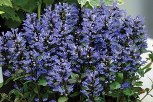 Ajuga Blueberry Muffin 72