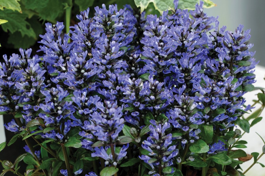 Ajuga Blueberry Muffin 21