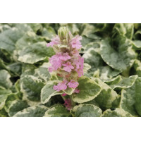 Ajuga Pink Lightning 21