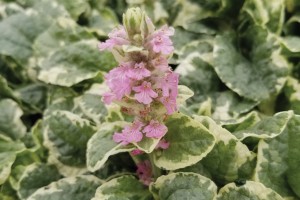 Ajuga Pink Lightning 72