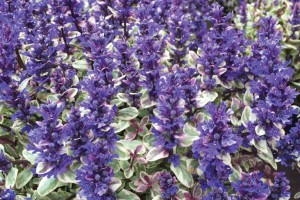 Ajuga Princess Nadia 21