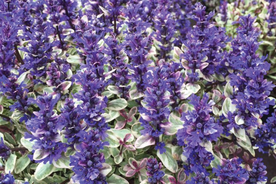 Ajuga Princess Nadia 72