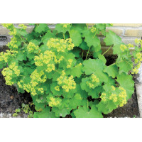 Alchemilla Thriller 72