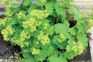 Alchemilla Thriller 72