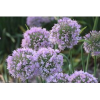 Allium Bubble Bath 50 Allium Bubble Bath 50