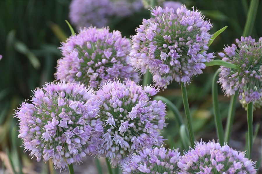 Allium Bubble Bath 50
