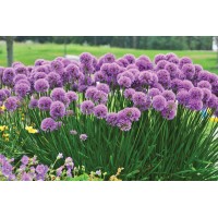 Allium Millenium 21