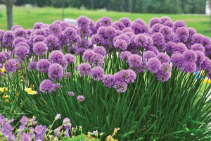 Allium