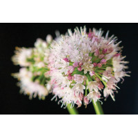 Allium Summer Beauty 21