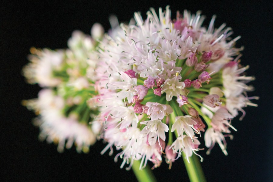 Allium Summer Beauty 50