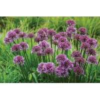 Allium Windy City 21