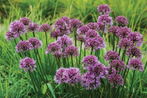 Allium Windy City 50