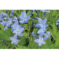 Amsonia Blue Ice 72