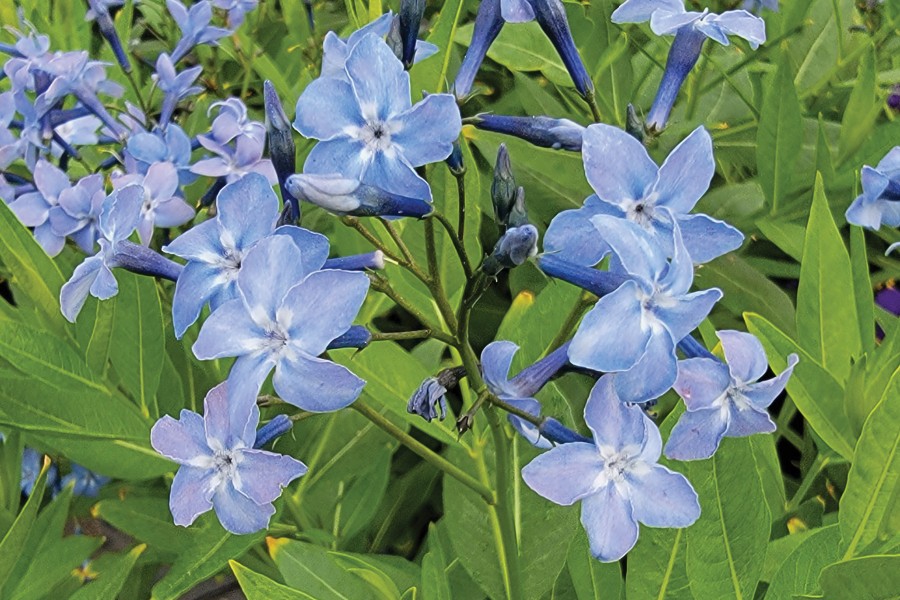 Amsonia Blue Ice 21