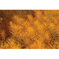 Amsonia Butterscotch 72