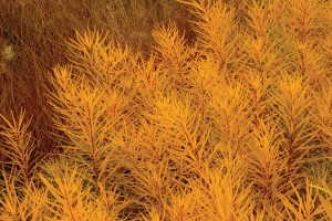 Amsonia Butterscotch 21