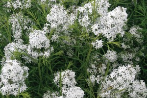 Amsonia hubrichtii 21