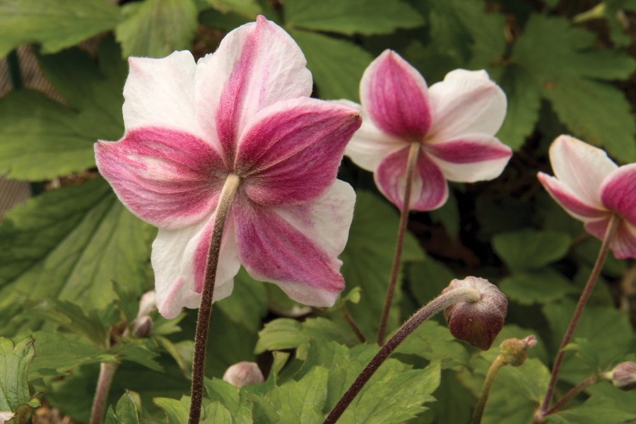 Anemone Dainty Swan 21