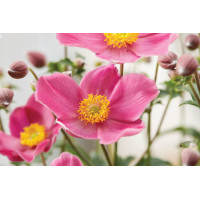 Anemone Fantasy Jasmine 21