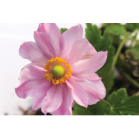 Anemone Fantasy Pocahontas 21