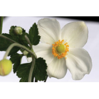 Anemone Honorine Jobert 50