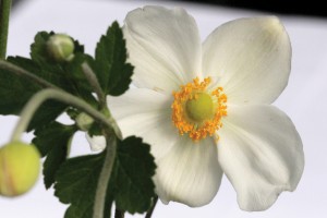 Anemone Honorine Jobert 50