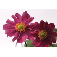 Anemone Pamina 50