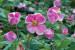 Anemone September Charm 21 Anemone September Charm 21