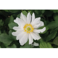 Anemone Snow Angel 50