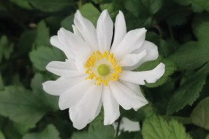 Anemone Snow Angel 50