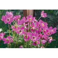Anemone Spring Beauty Pink 50