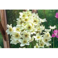 Anemone Spring Beauty White 50