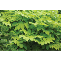 Aralia Sun King 21