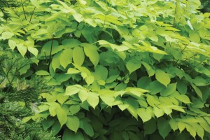 Aralia Sun King 50