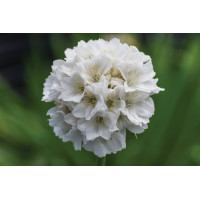 Armeria Dreameria® Dream Clouds 21