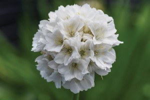 Armeria